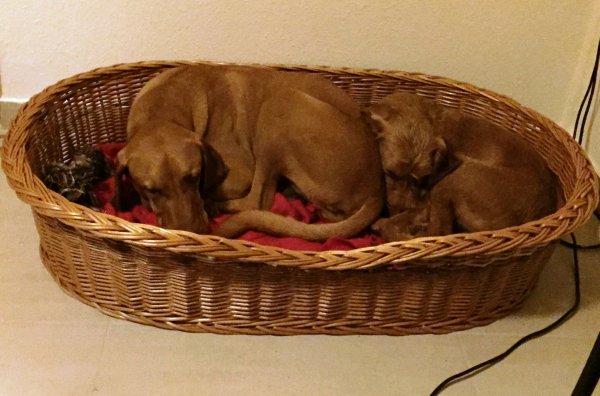 Fulop es Kocos a kosarban